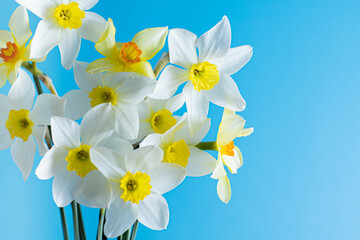 Obraz na płótnie Canvas White and yellow daffodils on a blue background. Flower with orange center. Spring flowers. A simple daffodil bud. Narcissus bouquet. Floral concept.