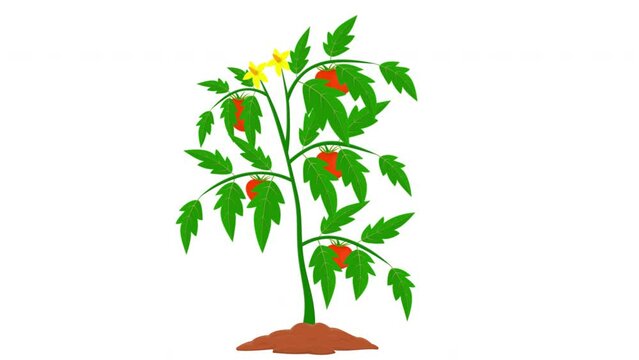 Tomato plant. Tomato harvest animation, alpha channel enabled. Cartoon