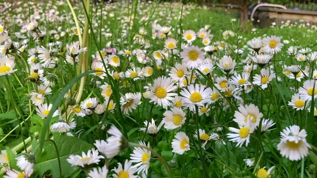 margherite nel prato