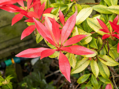 Pieris Japonica 'Forest Flame' an evergreen shrub plant with colourful red pink foliage in spring, stock photo image