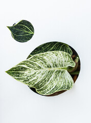 Arts of natural fruits and flower