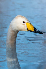 Whooper Swan (Cygnus Cygnus) neck which is a large white common waterfowl bird species found in Europe, stock photo image