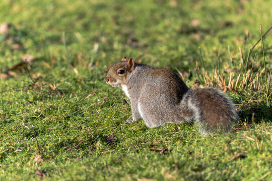 Grey squirrel (Sciurus carolinensis) which is a wild tree animal rodent mostly found in a wildlife woodland forest or garden, stock photo image