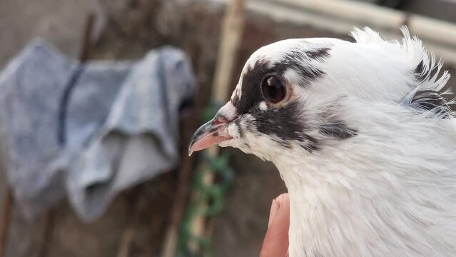 white beautiful pigeon in hand close up shot.4k video
