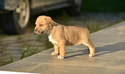  cute mixed staffy puppy