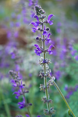 Purple wild flower in spring meadow, soft and selective focus on Salvia pratensis flowers 