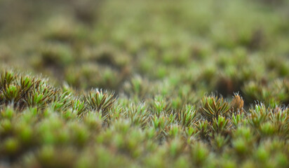 Macro of young moss. Microworld of forest moss.