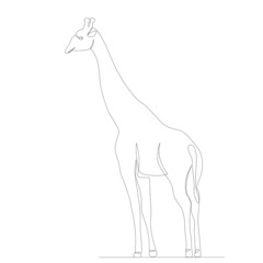 giraffe continuous line drawing, sketch