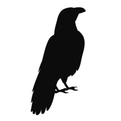 bird, raven black silhouette, on a white background, isolated, vector