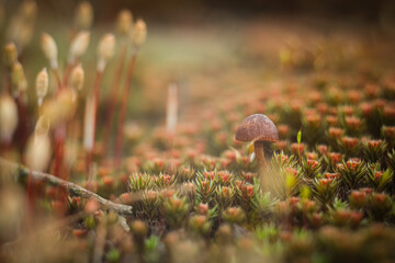 Macro world of moss and mushrooms.