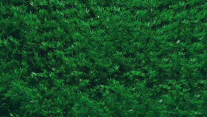 Close-up of green bush. 3d rendering