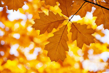 Fototapeta na wymiar Yellow maple leaves on a twig in autumn
