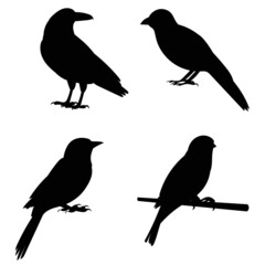 birds on a branch black silhouette, on a white background, isolated, vector