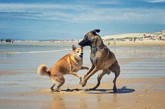 Two playful dogs on the beach. Fighting dogs.