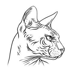 Angry Sphinx cat portrait