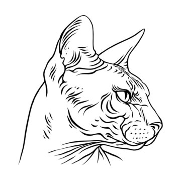 recommend clip art: Angry Sphinx cat portrait