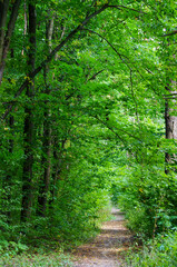 Arbres forestiers. nature vert bois lumière du soleil arrière-plans