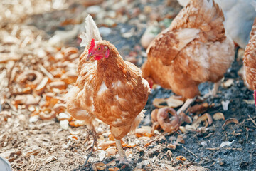 domestic chickens run on the ground at the home farm