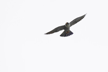 Fototapeta na wymiar peregine falcon in the field