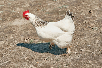 domestic chickens run on the ground at the home farm