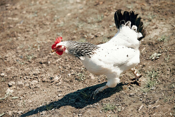 domestic chickens run on the ground at the home farm