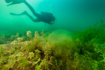 Fototapeta na wymiar SCUBA diver exploring a murky inland lake with large algae mass
