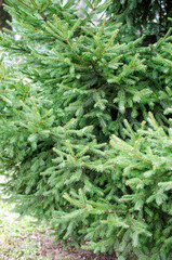 Green spruce background. Coniferous tree. Selective focus.