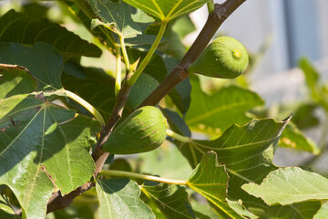 Green fruits of fig varieties Honey on a branch of a fig tree