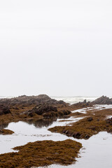 rocks covered with algae in sopelana on the basque coast