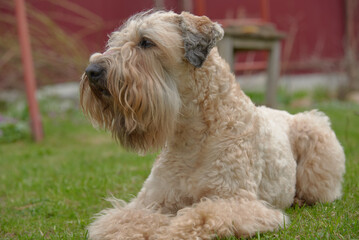 A golden dog lies on a green lawn and looks intently into the distance.