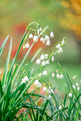 flower in the grass