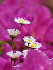Erigeron philadelphicus flower are blooming