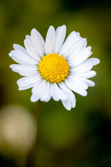 Obraz premium Beautiful flower close-up