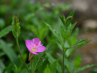 A oenotherarosea flowers is blooming