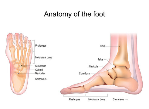 Foot anatomy. Human foot with the name and description of all bones and sites. top view and side view. Arches of the feet. skeleton anatomy.