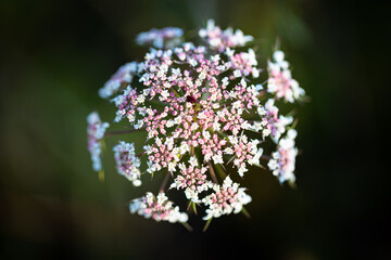 Beautiful flower close-up