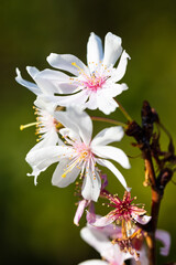 Beautiful flower close-up © Giuseppe Cammino