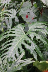 Fototapeta premium fern leaf
