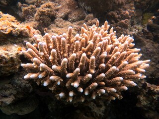 Fototapeta na wymiar red sea hard coral reef