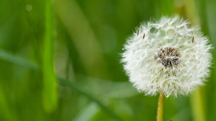 Close-up of wet white dandelion after spring rain, macrophotography, plenty of green copy space