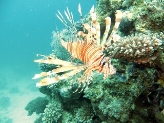 red sea lionfish