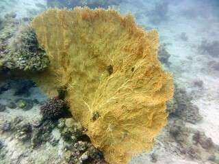 red sea soft corals