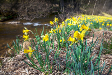 daffodil flowers in spring