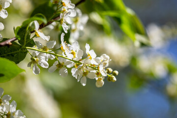  white flowers on tree in spring