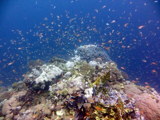 Naklejka na ściany i meble red sea fish and coral reef