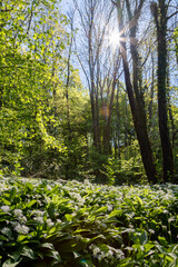 Blooming flower carpet on the slopes of the rolling hills, covered with wild garlic plants in the Savelsbos forest near Maastricht. The flowers spread a typical smell of garlic