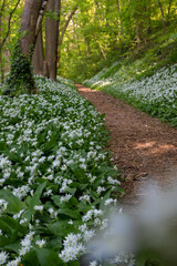 Blooming flower carpet on the slopes of the rolling hills, covered with wild garlic plants in the Savelsbos forest near Maastricht. The flowers spread a typical smell of garlic