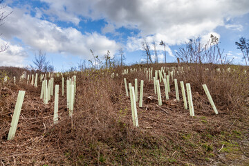 Plastic protective tree guards around newly planted saplings