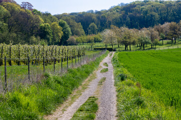 A view of the agricultural fields south of Maastricht in the Netherlands during spring. Farmers are working hard to get their meadows ready for a new season and to cultivate fresh vegetables and fruit