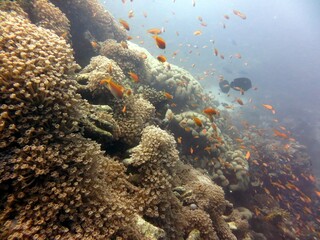 red sea fish and coral reef